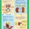 GCSE/KS4 Biology: Kidney Function - Topic Pack