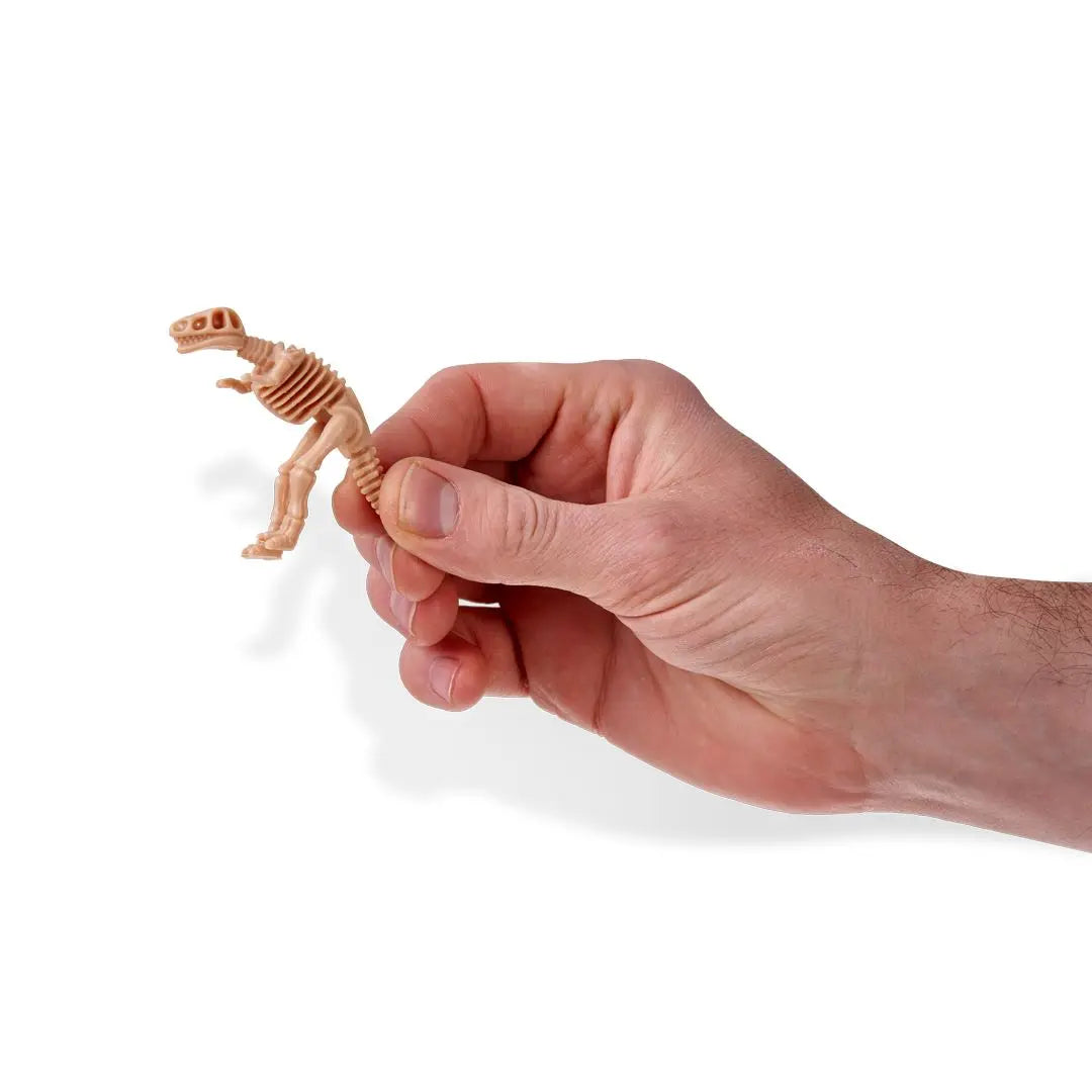 Fascinating Dinosaur Fossils | The Dyslexia Shop