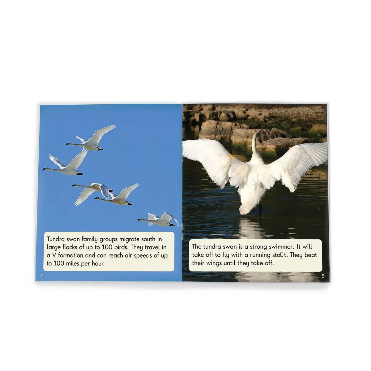Fix Its Suffixes Non-Fiction Phase 6 - 6 pack | The Dyslexia Shop