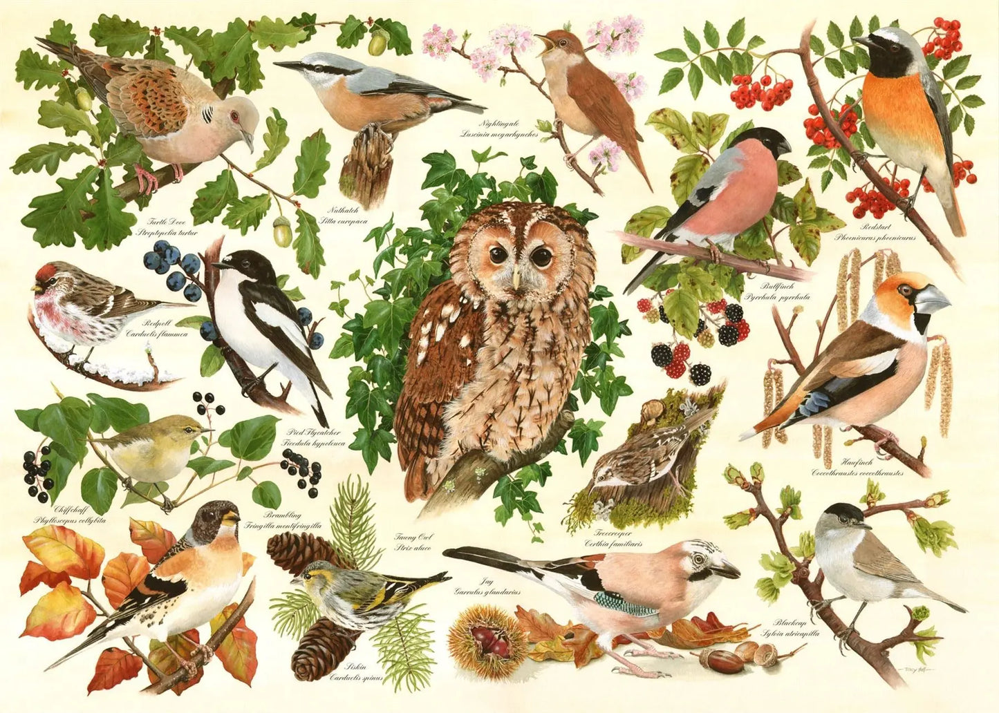 Woodland Birds BIG 500 Puzzle | The Dyslexia Shop