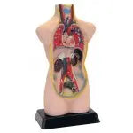 Half-Scale Anatomical Torso | The Dyslexia Shop
