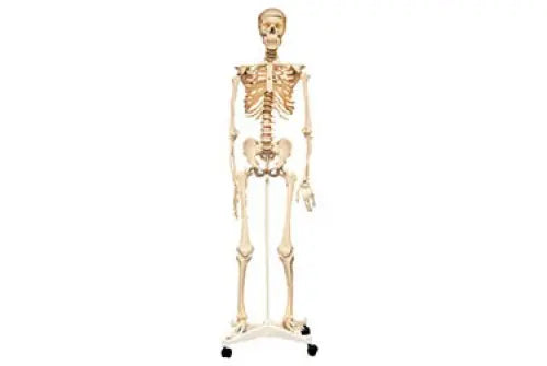 Life-Size Skeleton 160cm | The Dyslexia Shop