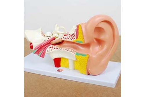 Human Ear 4x Life Size