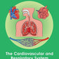 GCSE/KS4 Biology: The Cardiovascular and Respiratory System - Topic Pack