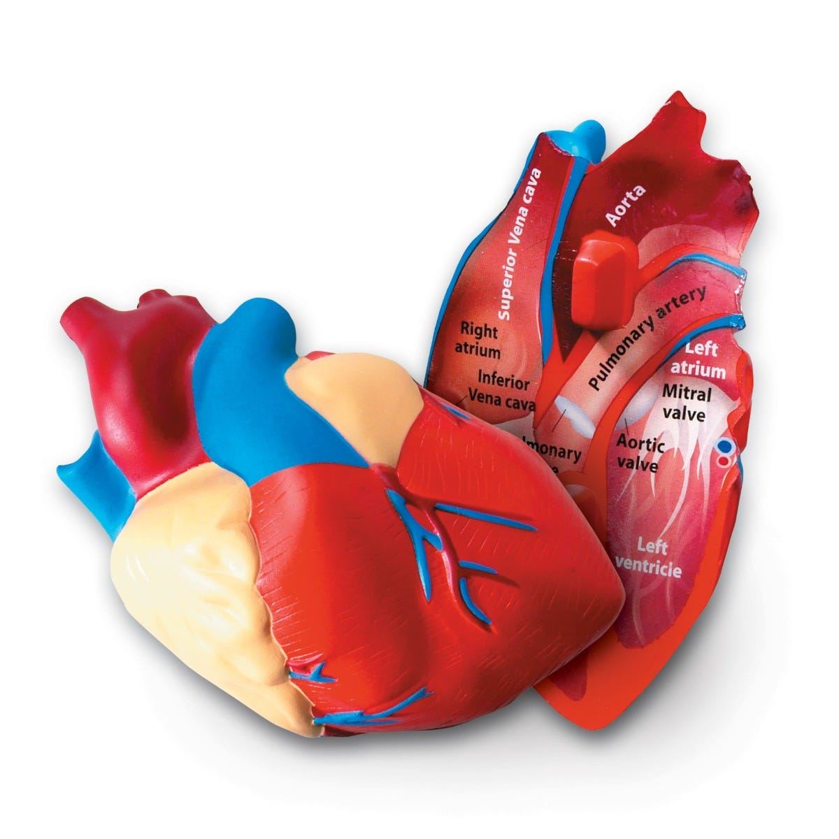 Cross-Section Heart Display Model
