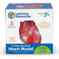 Cross-Section Heart Display Model | The Dyslexia Shop