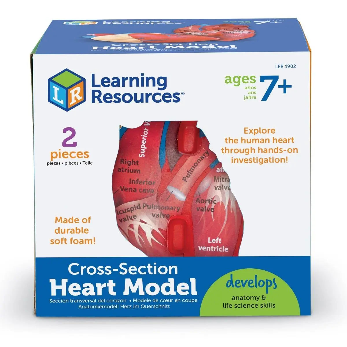 Cross-Section Heart Display Model | The Dyslexia Shop