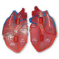 Cross-Section Heart Display Model | The Dyslexia Shop