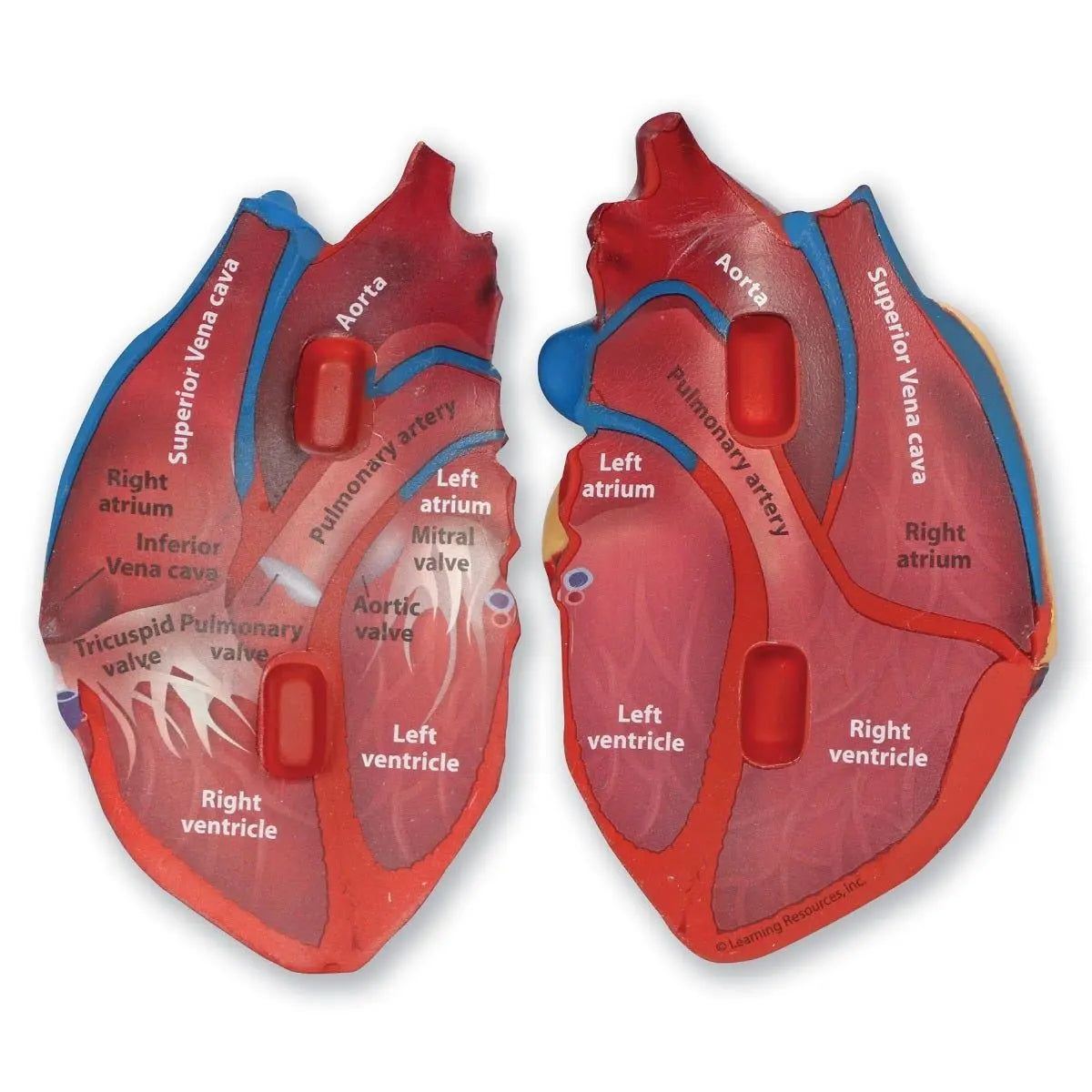 Cross-Section Heart Display Model - The Dyslexia Shop