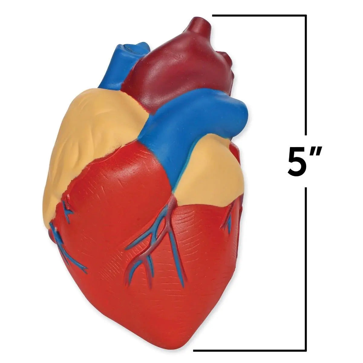 Cross-Section Heart Display Model | The Dyslexia Shop