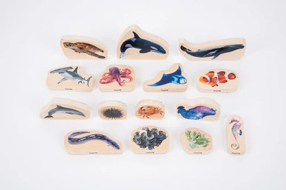 Discovery table sea bundle | The Dyslexia Shop