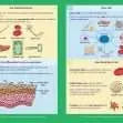 GCSE/KS4 Biology: Cell Biology - Topic Pack | The Dyslexia Shop