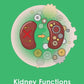GCSE/KS4 Biology: Kidney Function - Topic Pack | The Dyslexia Shop