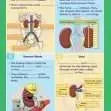 GCSE/KS4 Biology: Kidney Function - Topic Pack | The Dyslexia Shop