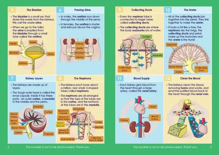 GCSE/KS4 Biology: Kidney Function - Topic Pack | The Dyslexia Shop