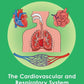 GCSE/KS4 Biology: The Cardiovascular and Respiratory System - Topic Pack | The Dyslexia Shop