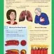 GCSE/KS4 Biology: The Cardiovascular and Respiratory System - Topic Pack | The Dyslexia Shop