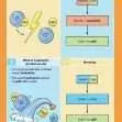 GCSE/KS4 Chemistry: Electrolytic Processes - Topic Pack | The Dyslexia Shop