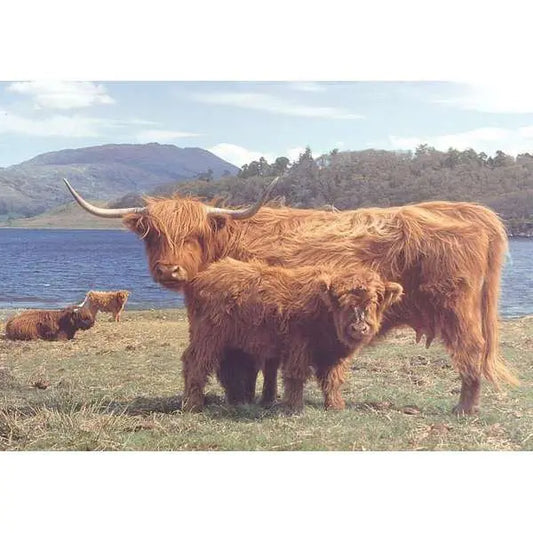 Highlanders 1000 Piece Puzzle | The Dyslexia Shop