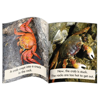 Letters & Sounds Phase 4 Set 1 Non-Fiction - 6 Pack | The Dyslexia Shop
