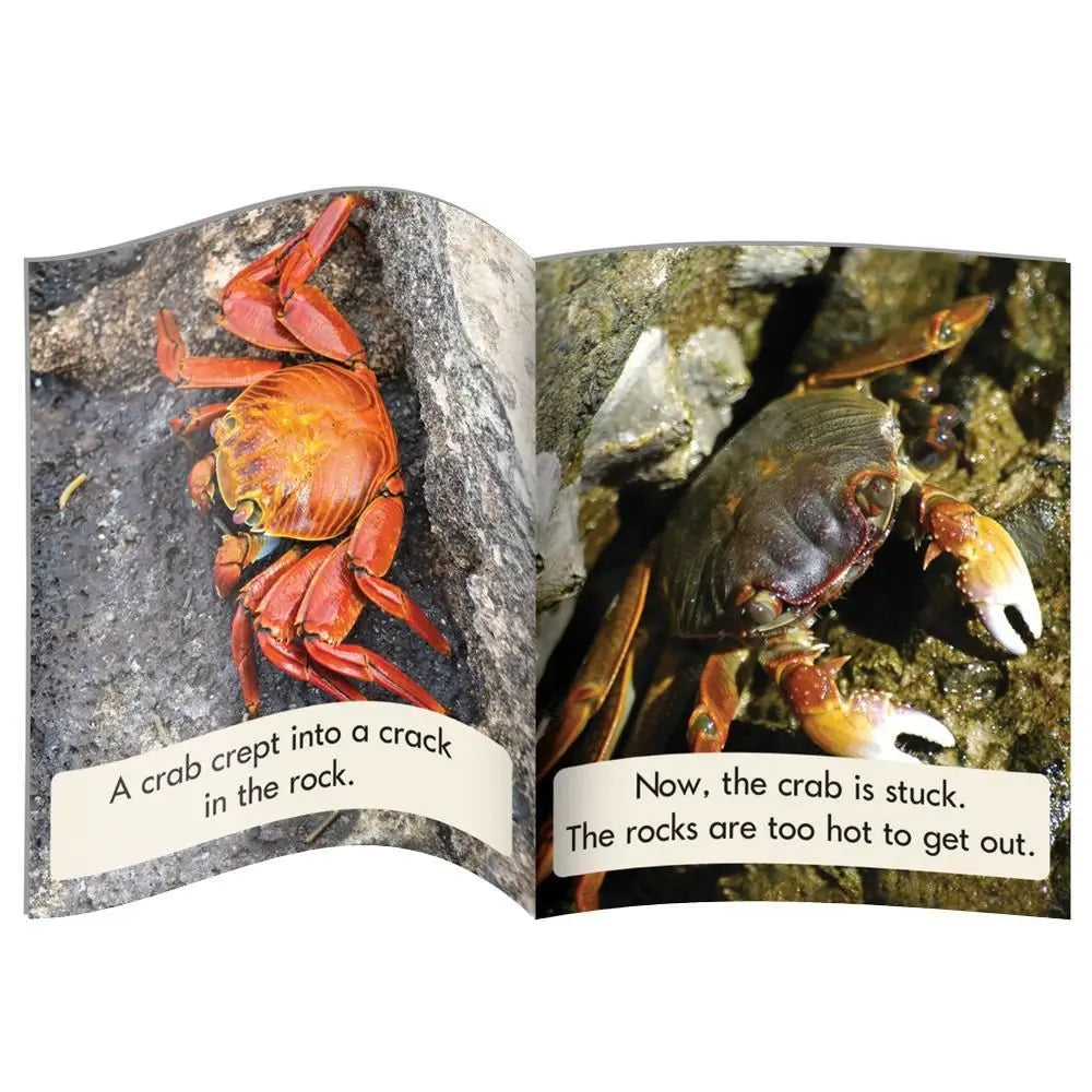 Letters & Sounds Phase 4 Set 1 Non-Fiction | The Dyslexia Shop