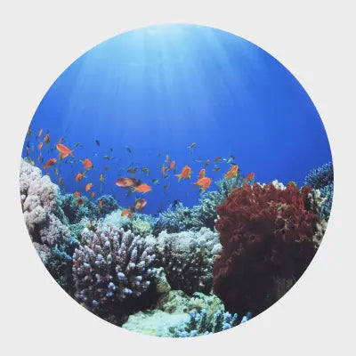 Under The Sea Discovery Play Mat | The Dyslexia Shop