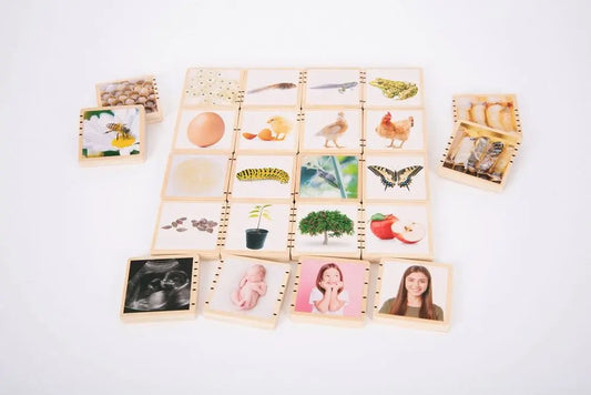 Wooden Lifecycle Tiles - Pk24 | The Dyslexia Shop