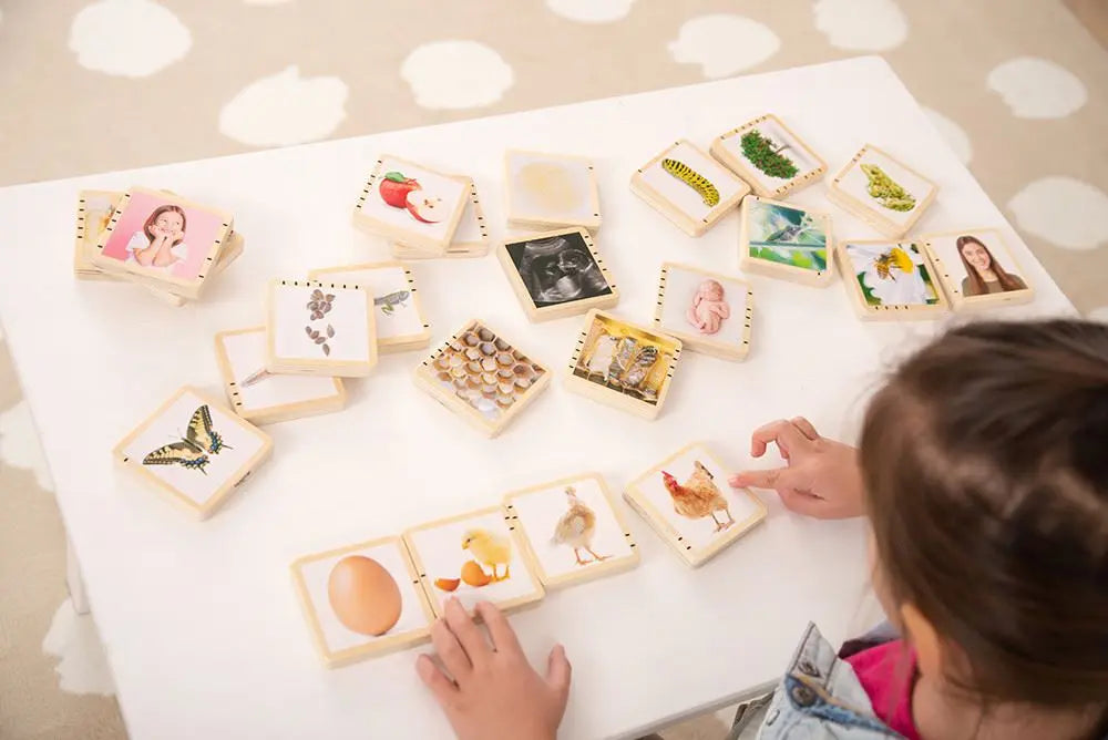Wooden Lifecycle Tiles - Pk24 | The Dyslexia Shop
