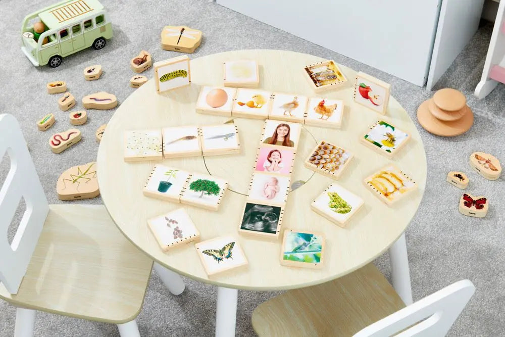 Wooden Lifecycle Tiles - Pk24 | The Dyslexia Shop