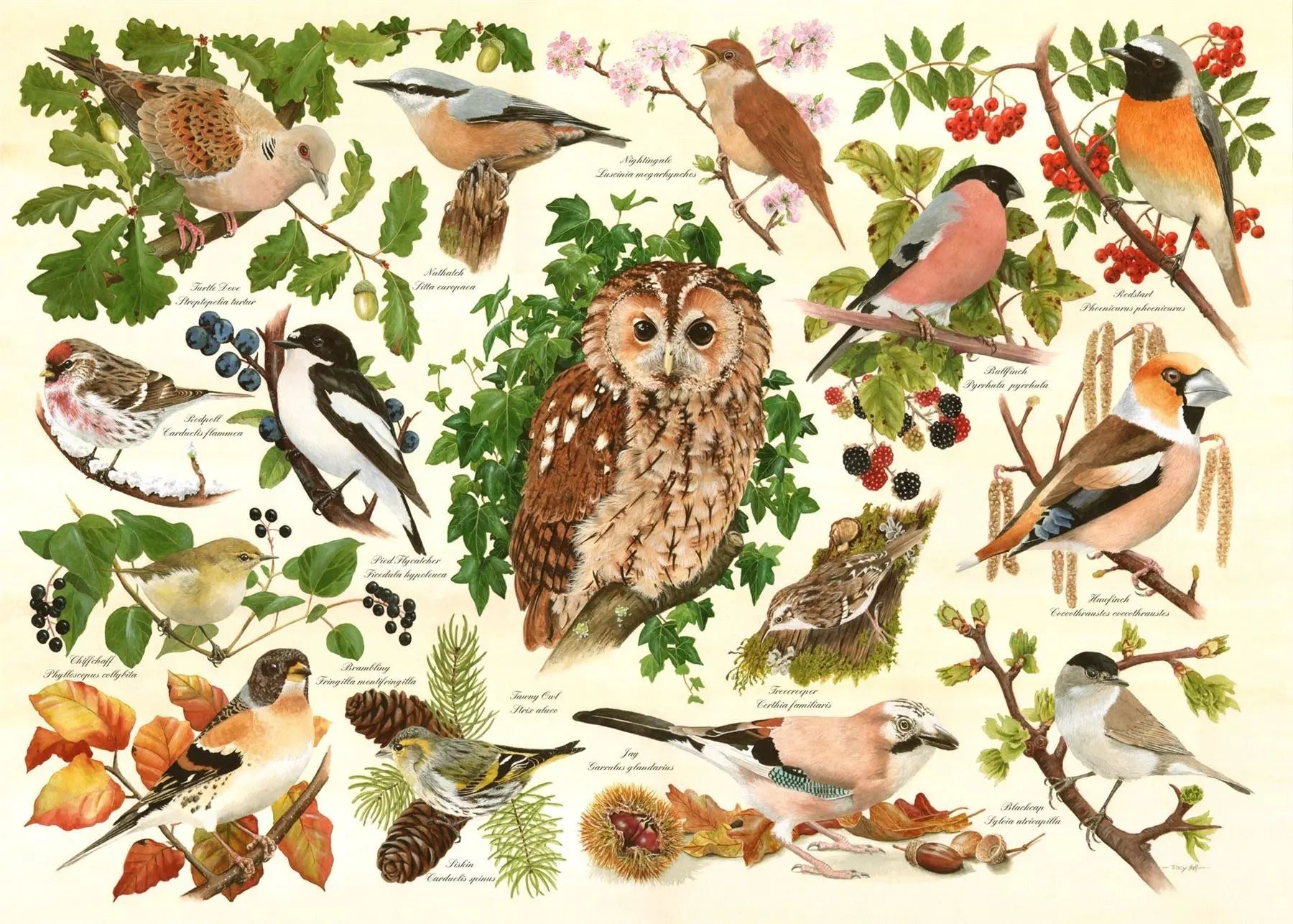 Woodland Birds BIG 500 Puzzle | The Dyslexia Shop