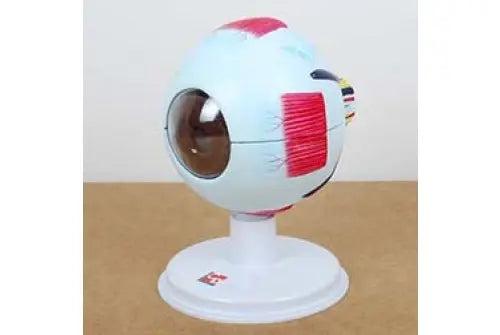6 Part Human Eye 4x Life Size | The Dyslexia Shop