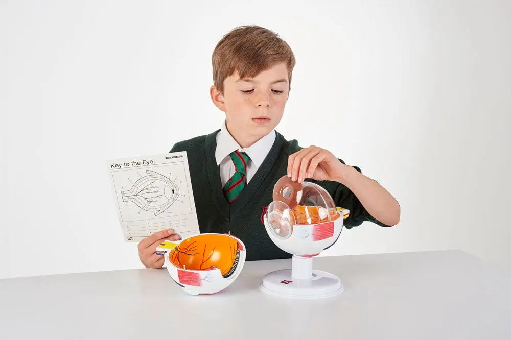 6 Part Human Eye 4x Life Size | The Dyslexia Shop