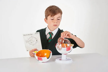 6 Part Human Eye 4x Life Size | The Dyslexia Shop
