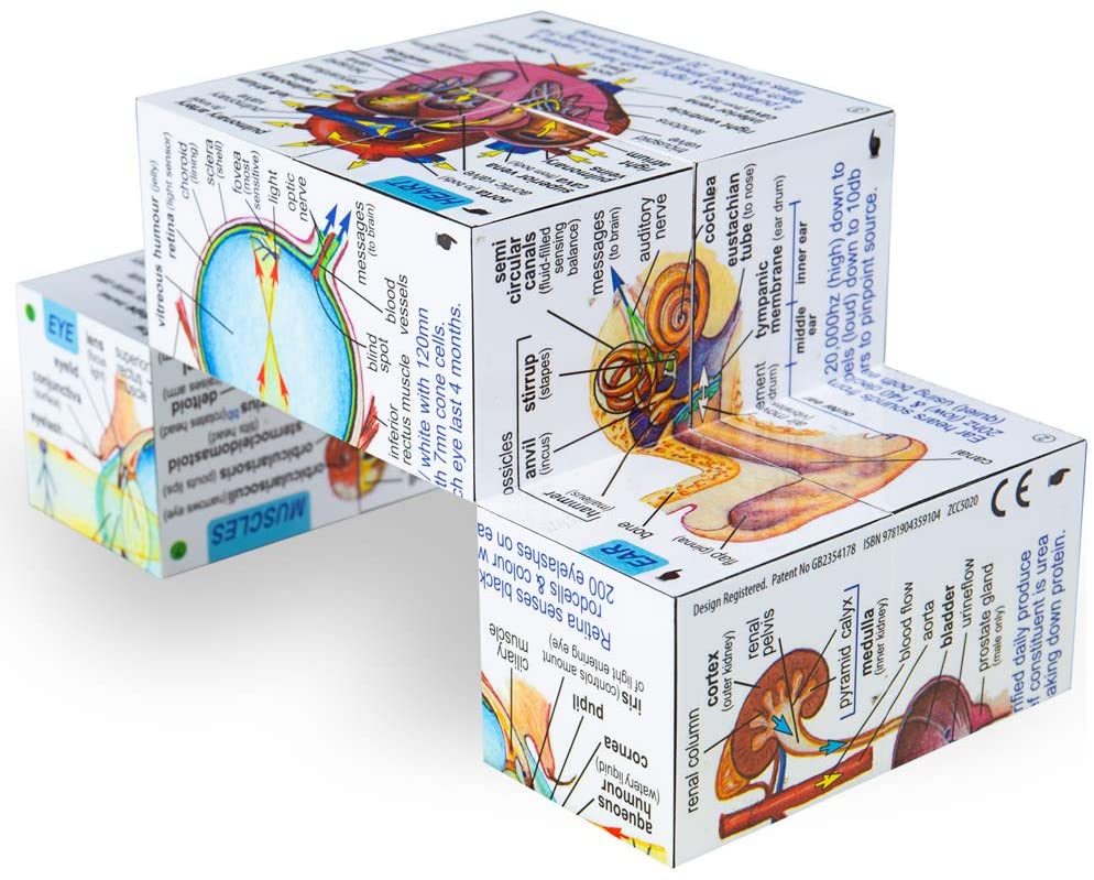 Human Body Learning Cube Book