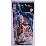 Half-Scale Anatomical Torso | The Dyslexia Shop