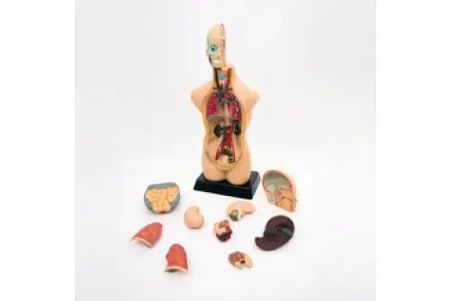 Half-Scale Anatomical Torso | The Dyslexia Shop
