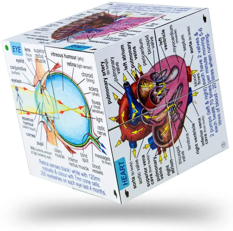 Human Body Learning Cube Book | The Dyslexia Shop