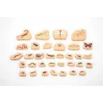 Wooden Minibeast Blocks - Pk33 | The Dyslexia Shop