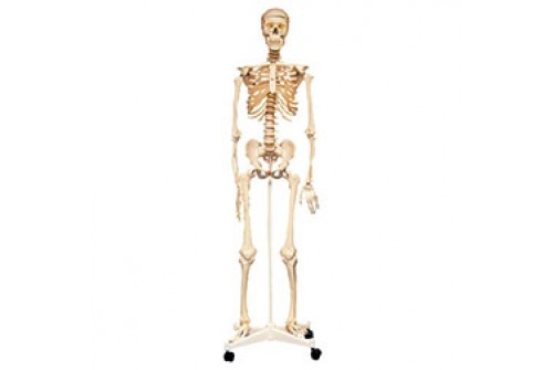 Life-Size Skeleton 160cm